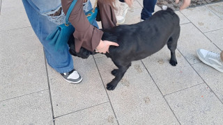 Vai al video precedente