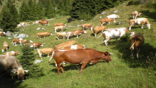 Vai al video precedente