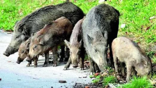 Vai al video precedente