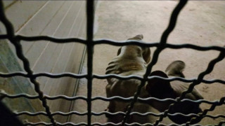 Vai al video successivo